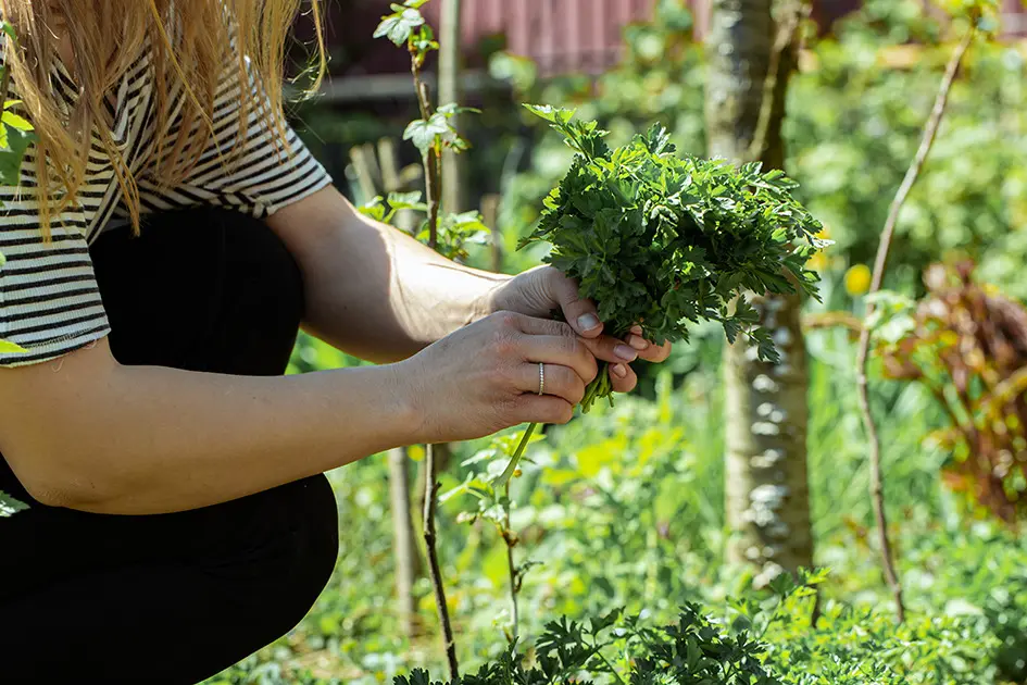 Jardinage-entretien-du-potager