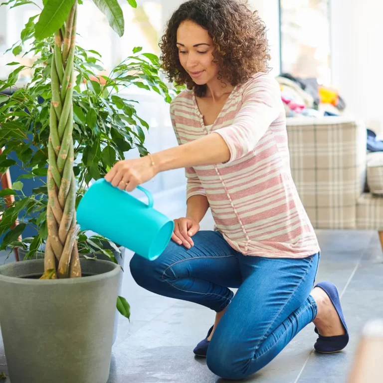 Arrosage de plantes vacances d’été