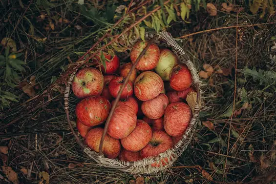 jardinage-automne