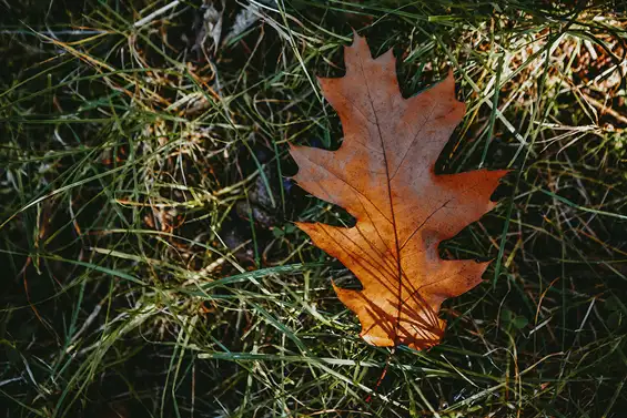 jardinage-ramassage-de-feuilles-en-automne