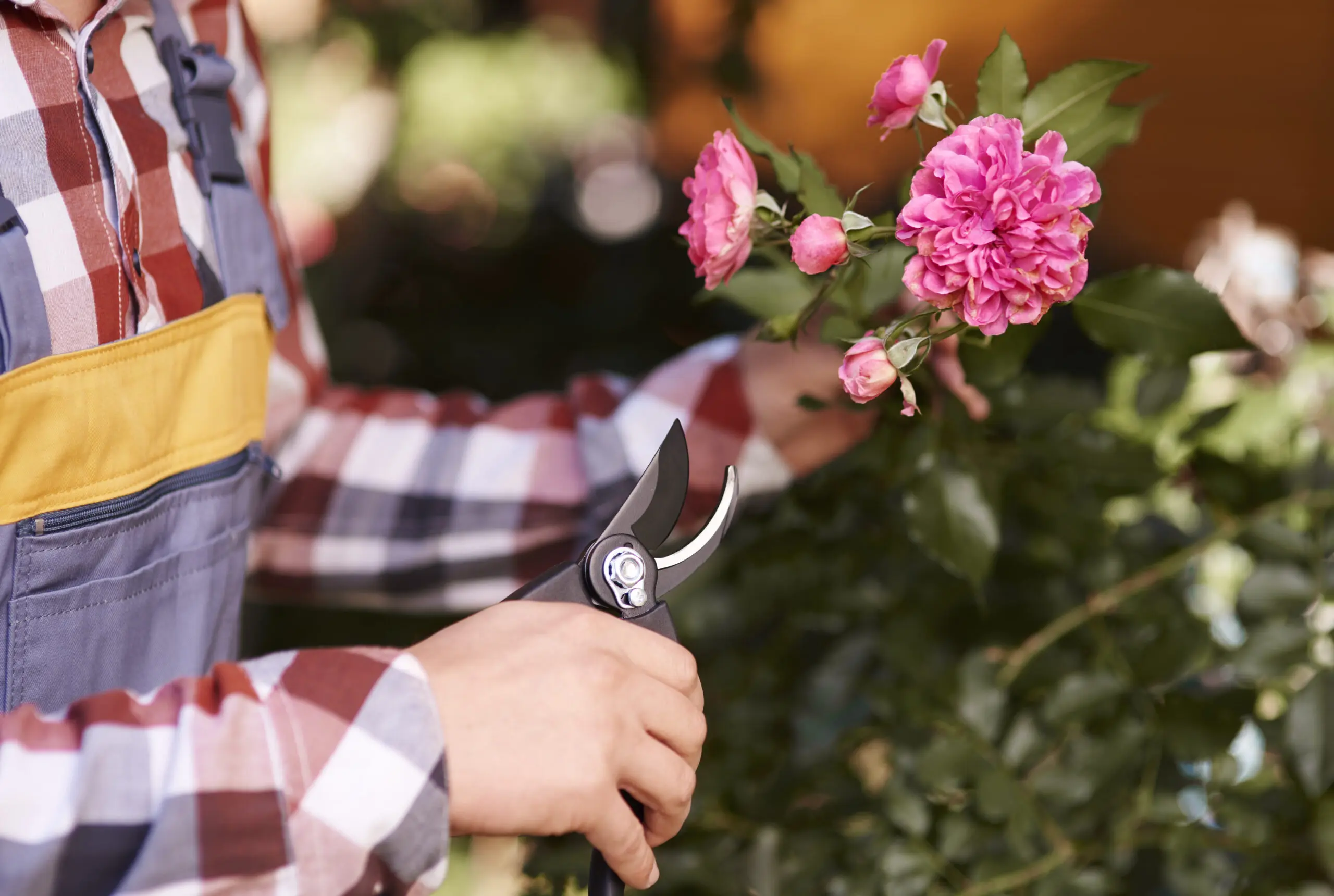 jardinage-taille-des-rosiers