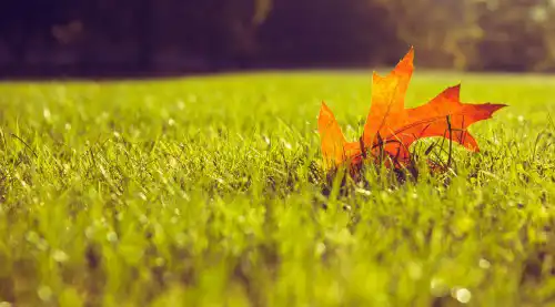 pourquoi-fertiliser-pelouse-automne