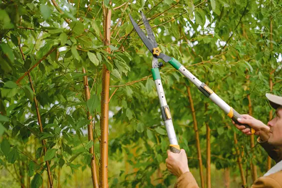 taille-de-haie-jardinage